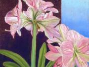 AMARYLLIS